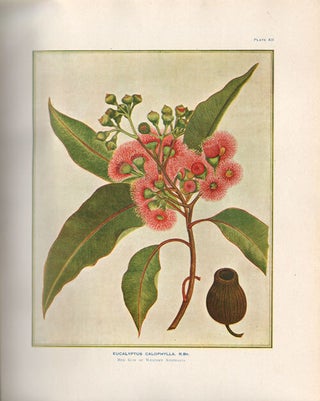A research on the eucalypts especially in regard to their essential oils.