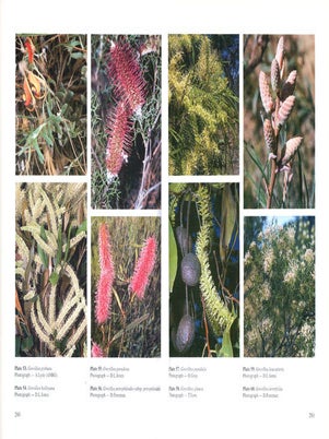 Flora of Australia, volumes 17A, Proteaceae [part two]: Grevillea [and] 17B, Proteaceae [part three]: Hakea to Dryandra.