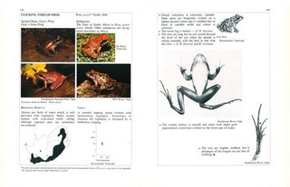 South African frogs.