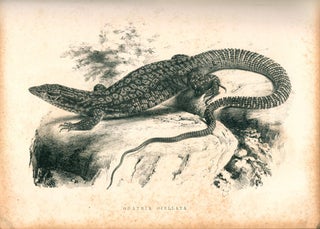 The lizards of Australia and New Zealand in the collection of the British Museum.