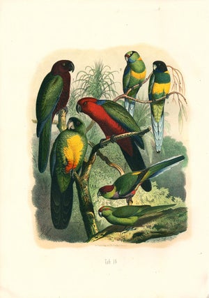 Vogelbilder aus fernen zonen. Abbildungen und Beschreibungen der Papageien.