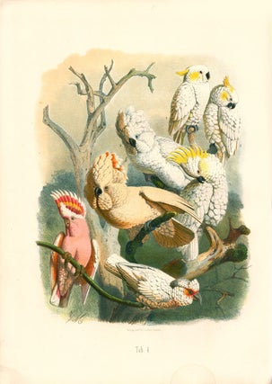 Vogelbilder aus fernen zonen. Abbildungen und Beschreibungen der Papageien.