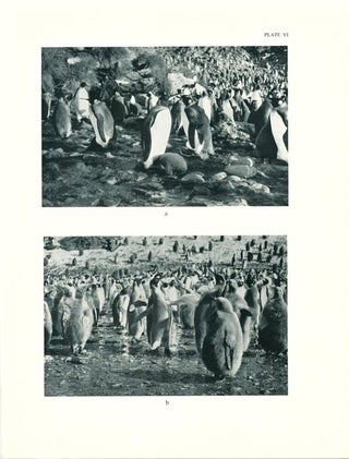 The King Penguin Aptenodytes patagonica of South Gerogia: breeding behaviour and development.