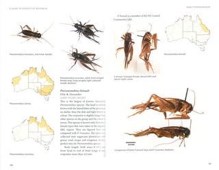 A guide to crickets of Australia.