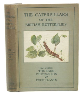 Stock ID 41056 The caterpillars of British butterflies, including the eggs, chrysalids and...