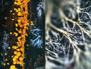 The allure of fungi.