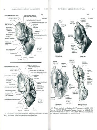 An anotomical and phylogenetic study of the osteology of the extant and extinct Artiodactylans (Mammalia) and relatives.