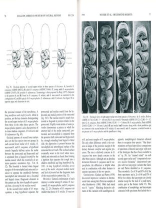 Systematic studies of Oryzomyine rodents (Muridae: Sigmodontidae): diagnosis and distributions of species formerly assigned to Oryzomys "capito".
