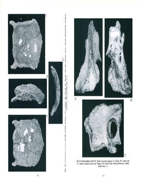 Phylogenetic relationships of Icaronycteris ... to extant bat lineages, with comments on the evolution of echolocation and foraging strategies in Michoptera.
