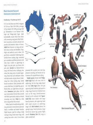Birds of prey of Australia: a field guide.
