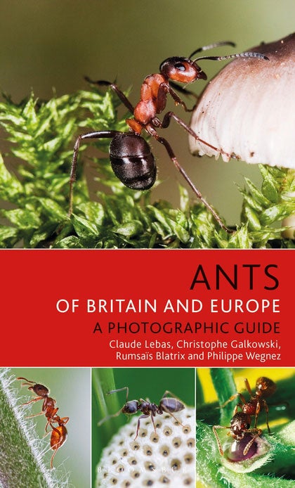 Stock ID 41221 Ants of Britain and Europe: a photographic guide. Claude Lebas.
