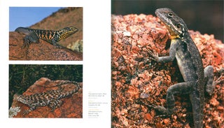 Dragon lizards of Australia: evolution, ecology and a comprehensive field guide.