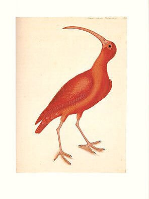 Mark Catesby's Natural history of America: the watercolours from the Royal Library, Windsor Castle.