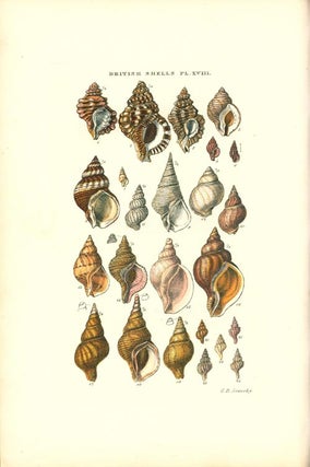 Illustrated index of British shells. Containing all the recent species with names and other information.