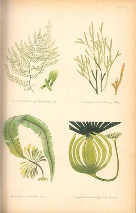 British sea-weeds. Drawn from Professor Harvey's "Phycological Britannica": with descriptions, an amateur's synopsis, rules for laying out sea-weeds, an order for arranging them in the herbarium, and an appendix of new species.