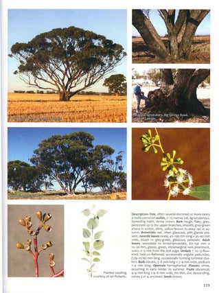 Eucalypts of Western Australia's wheatbelt.