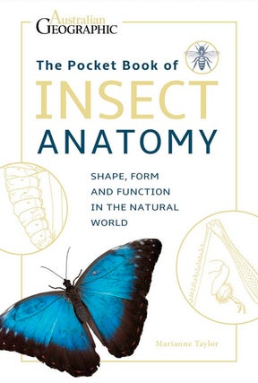 Stock ID 41804 Insect anatomy. Mariannne Taylor