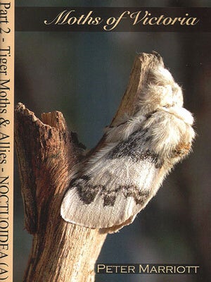 Stock ID 41845 Moths of Victoria: part two, Tiger moths and allies Noctuoidea (A). Peter Marriott