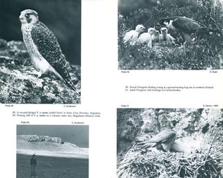 Peregrine Falcon populations: their management and recovery.
