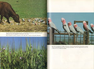Behavioural ecology of the Galah Eolophus roseicapillus in the wheatbelt of Western Australia.