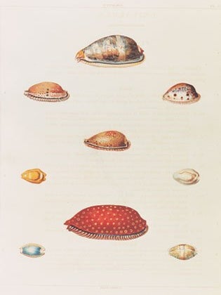 Conchology, or the natural history of shells: containing a new arrangement of the genera and species, illustrated by coloured engravings executed from the natural specimens, and including the latest discoveries.