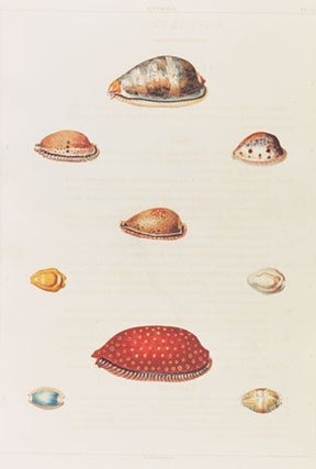 Conchology, or the natural history of shells: containing a new arrangement of the genera and species, illustrated by coloured engravings executed from the natural specimens, and including the latest discoveries.