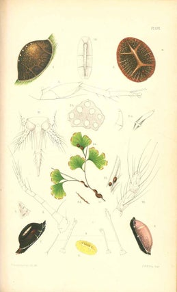 A monograph of the British Coccidae.