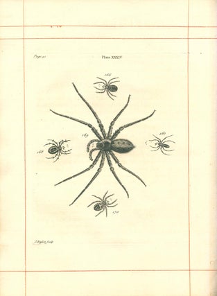 A natural history of spiders, and other curious insects.