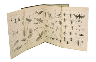 Tabular view of the orders and leading families of insects.