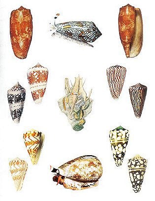 A chronological taxonomy of Conus, 1758-1840.