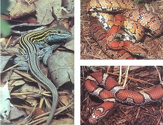 Stock ID 4274 The reptiles of Virginia. Joseph C. Mitchell