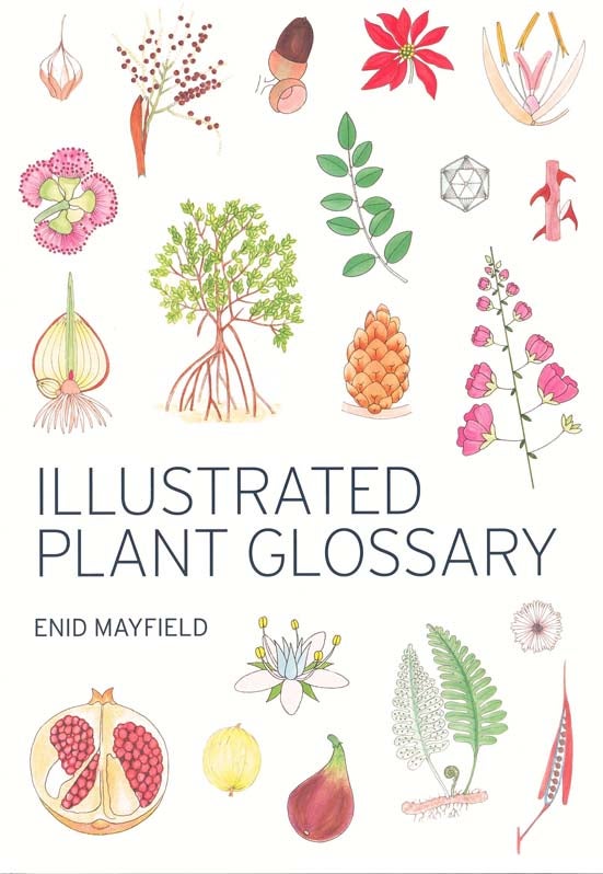 Stock ID 42802 Illustrated plant glossary. Enid Mayfield.