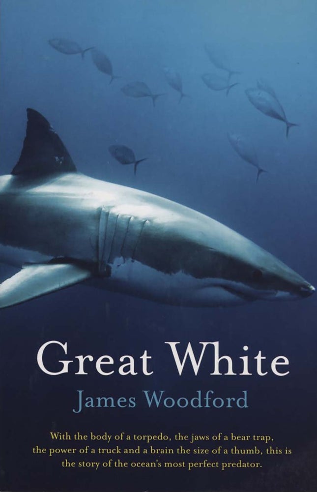 Stock ID 43208 Great white. James Woodford.