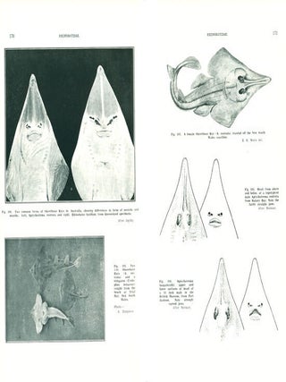 The fishes of Australia, part one: the sharks, rays, devil-fish, and other primitive fishes of Australia and New Zealand.
