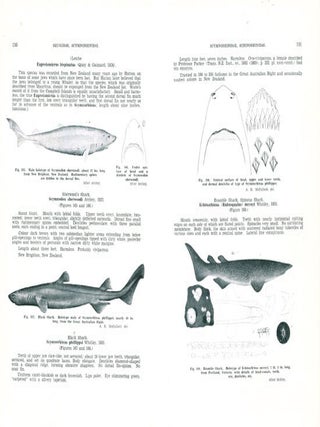 The fishes of Australia, part one: the sharks, rays, devil-fish, and other primitive fishes of Australia and New Zealand.