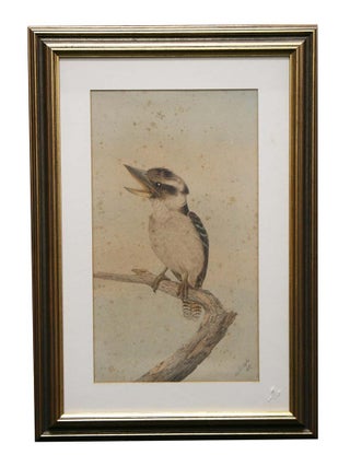 Stock ID 43574 Kookaburra on branch. Neville Henry Pennington Cayley