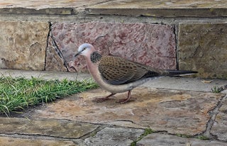 Stock ID 43886 Spotted Turtle Dove and rock-wall garden border. Peter Trusler