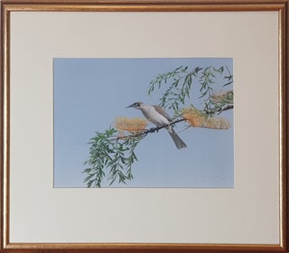Little Friarbird and Silky Oak.