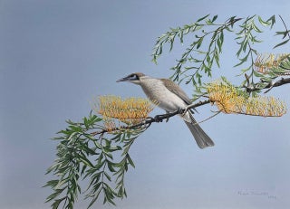 Little Friarbird and Silky Oak.
