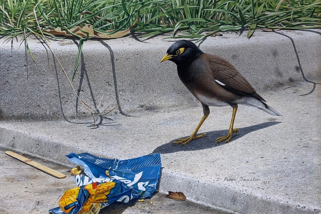 Stock ID 43892 Indian Mynah inspecting a cheezel packet. Peter Trusler.