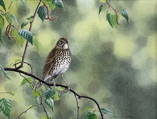 Stock ID 43894 A lone Song Thrush in the Dandenongs. Peter Trusler