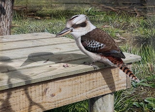 Stock ID 43898 A Kookaburra at the picnic table with a treat. Peter Trusler