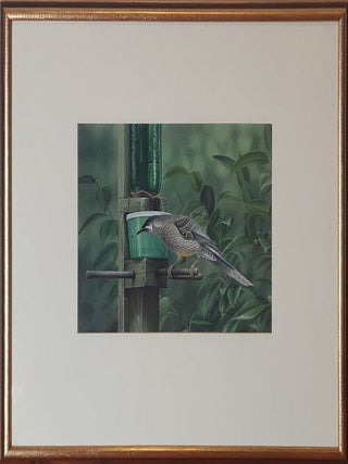 Stock ID 43899 Red Wattle Bird at the nectar feeder. Peter Trusler