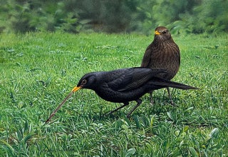 Blackbirds feeding on a lawn. Peter Trusler.