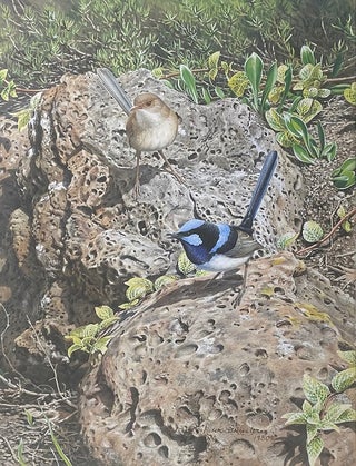 Blue Wrens in the rockery. Peter Trusler.