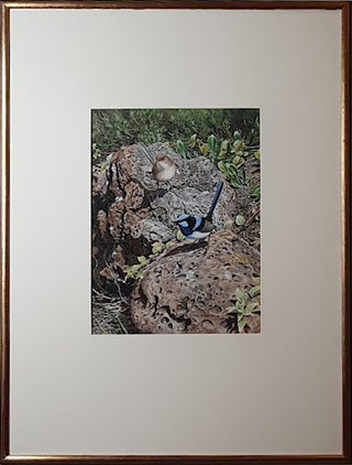 Blue Wrens in the rockery.