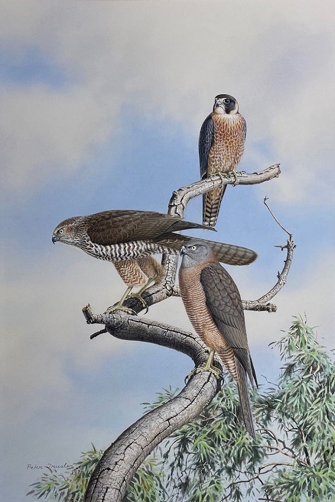 Stock ID 43910 The bird hunters, Little Falcon and Brown Goshawk. Peter Trusler.