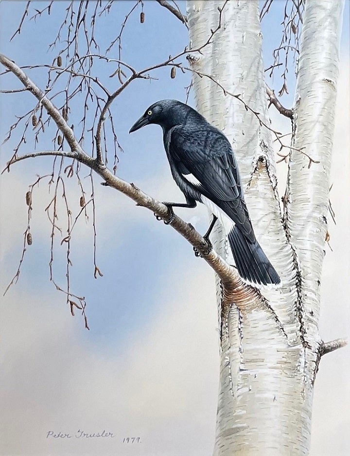Stock ID 43915 Pied Currawong in a Melbourne winter. Peter Trusler.