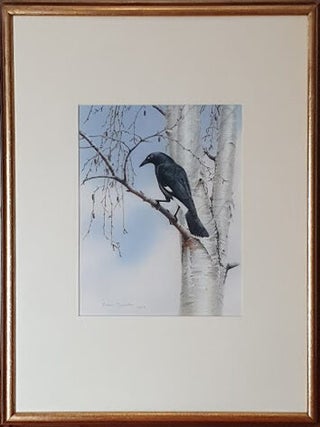 Pied Currawong in a Melbourne winter.