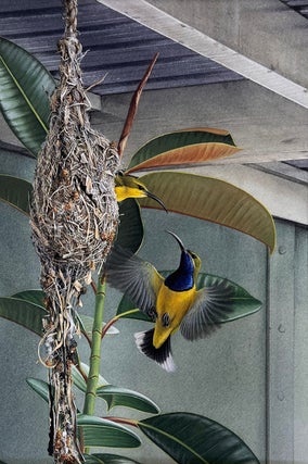 Stock ID 43918 Yellow-bellied Sunbirds nesting under a Queenslander. Peter Trusler